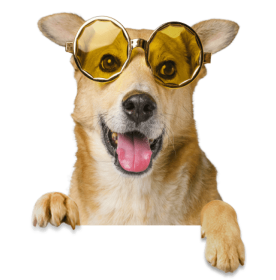 cute-smiley-dog-wearing-sunglasses-removebg-preview 1a 1 cute-smiley-dog-wearing-sunglasses-removebg-preview 1a 1