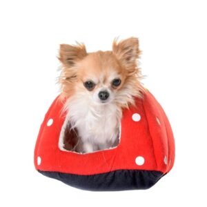 Ocean Fish Cat's Dry Food